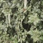 Garrya elliptica Yaprak