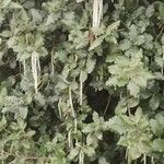 Garrya elliptica Leaf