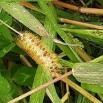 Setaria pumila ഫലം