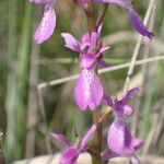 Anacamptis palustris Flor