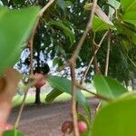 Ficus abutilifolia Fruit