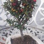 Cotoneaster microphyllus বাকল