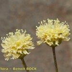 Globularia nainii Λουλούδι
