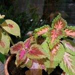 Coleus decurrens GürkeHoja