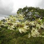 Arthroclianthus angustifolius Habitus