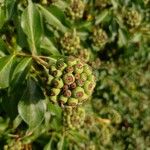 Hedera helix Vaisius