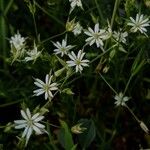 Stellaria graminea Blodyn