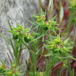 Euphorbia sulcata Blodyn