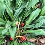 Rohdea japonica Frucht