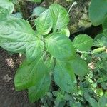 Crossandra infundibuliformis Folha