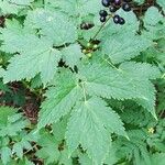 Actaea spicata Leaf