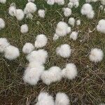 Eriophorum scheuchzeri Цветок