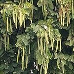 Bauhinia forficata Плід