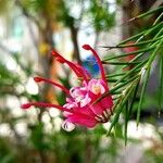 Grevillea rosmarinifoliaBlüte