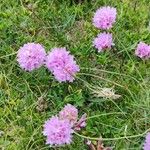 Armeria alpina花