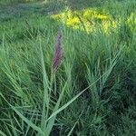 Phragmites australisFruitua