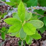 Rhododendron schlippenbachii Blatt