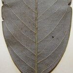 Ormosia costulata Nyingine