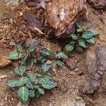 Pyrola picta Συνήθη χαρακτηριστικά