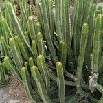 Euphorbia canariensis Хабит