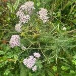 Achillea millefolium Hábito