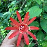 Passiflora tholozanii Flor