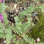 Astragalus onobrychis Deilen