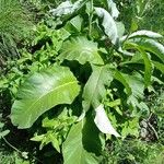 Inula helenium Leaf