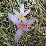 Colchicum alpinumKukka