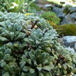 Saxifraga cochlearis Leaf