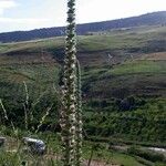 Echium boissieri Flower