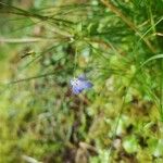 Wahlenbergia hederacea Flor