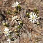 Jungia paucifloraFlor