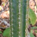 Praecereus euchlorus Feuille