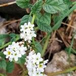 Heliotropium europaeumFlower