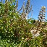 Aesculus californica Cvet