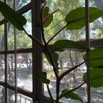 Philodendron erubescens Fulla