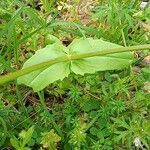 Valeriana woodsiana List