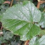 Rubus tricolor Leaf