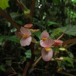 Begonia oxyloba 花