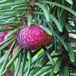 Picea omorika Kwiat