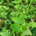 Claytonia sibirica Leaf
