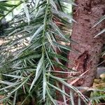 Araucaria angustifolia Hoja