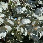 Eucalyptus cinerea 葉