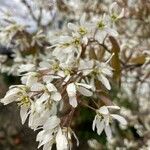 Amelanchier × lamarckii Õis