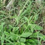 Silene dichotoma Hábito