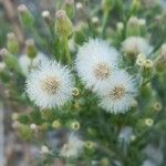 Erigeron bonariensis Fruit