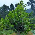 Calophyllum brasiliense Blad