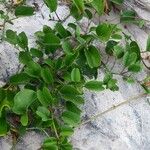 Ipomoea pes-caprae Leaf