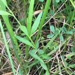 Polygala vulgaris Feuille